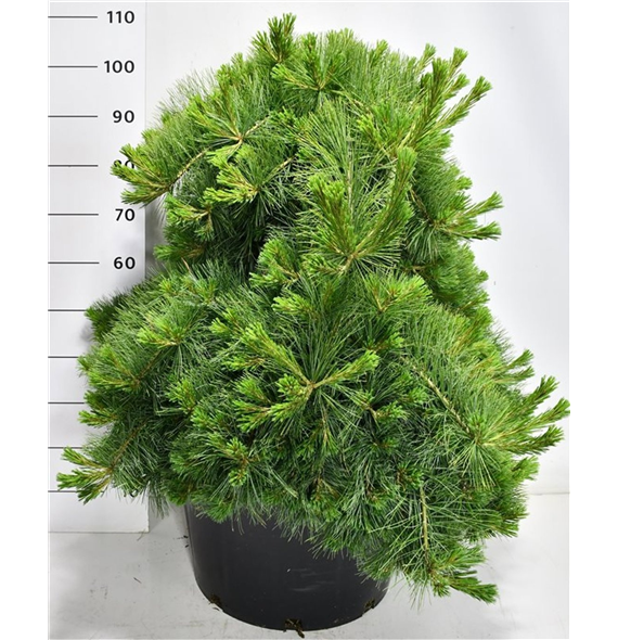 Bor(Pinus) strobus 'Niagara Falls' F00009948