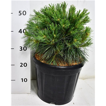 Bor(Pinus) strobus 'Reinshaus' F00009934