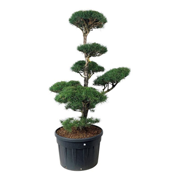 Bor(Pinus) sylvestris F00006880