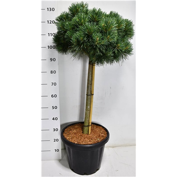 Bor(Pinus) sylvestris 'Chantry Blue' F00009947