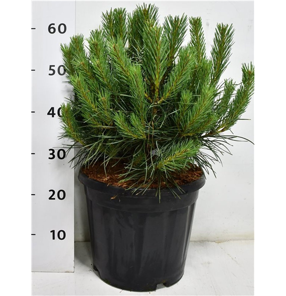Bor(Pinus) sylvestris 'Chantry Blue' F00009927