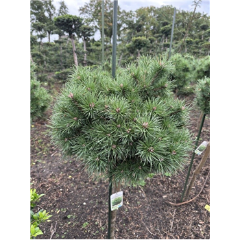 Bor(Pinus) sylvestris ‘Sandringham’ F00010246
