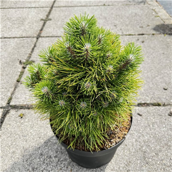 Bor(Pinus) tabulaeformis 'Shenyang' F00010247