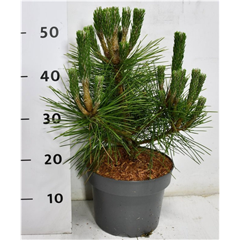 Bor(Pinus) thunbergii 'Sayonara' F00009891