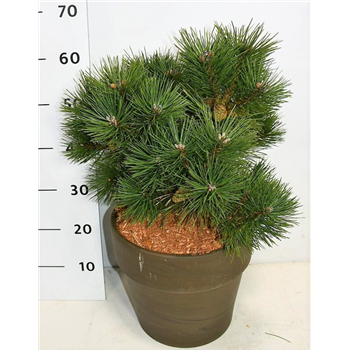 Bor(Pinus) thunbergii 'Sayonara' F00009894
