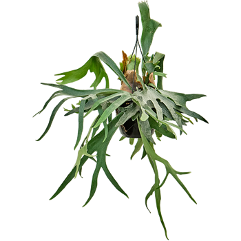 Platycerium bifurcatum 4PLBIHA21