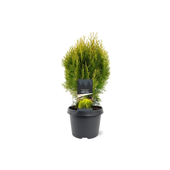 Platycladus orientalis 'Aurea Nana' F00009846