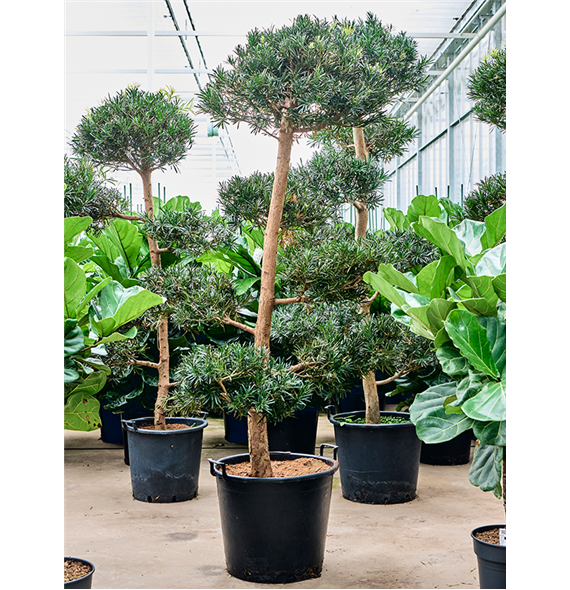 Podocarpus macrophyllus 4POMASS67