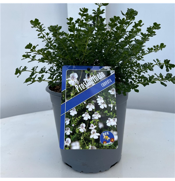 Prostanthera cuneata F00010248