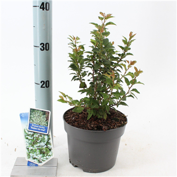 Prunus incisa 'Kojou-no-mai' F00010241