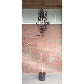 Prunus cerasifera 'Nigra' F00010548