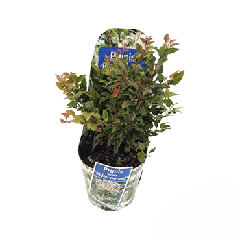 Prunus incisa 'Kojou-no-mai' F00010242