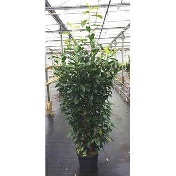 Prunus laurocerasus 'Caucasica' F00003422