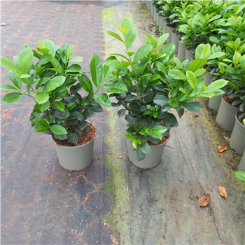 Prunus laurocerasus 'Etna' F00010245