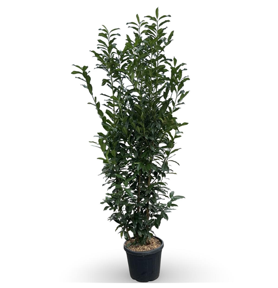 Prunus laurocerasus 'Genolia' F00009985