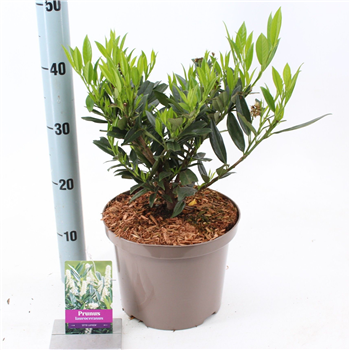 Prunus laurocerasus 'Otto Luyken' F00010249