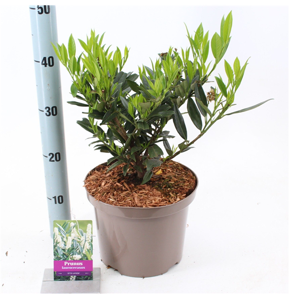 Prunus laurocerasus 'Otto Luyken' F00010249