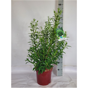 Prunus laurocerasus 'Sofia' F00010664