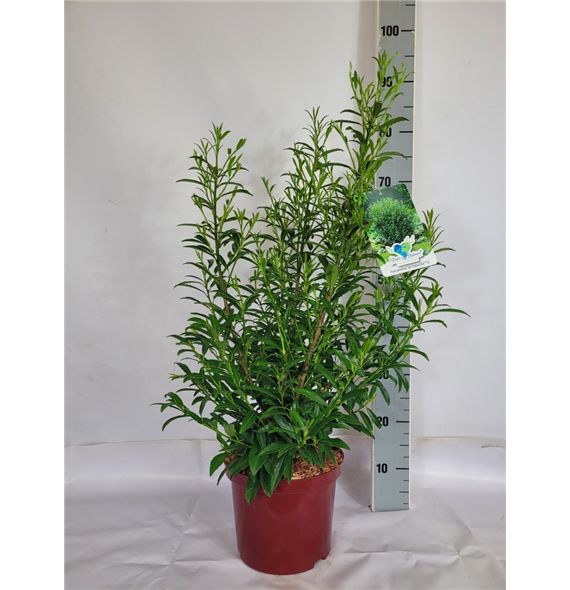 Prunus laurocerasus 'Sofia' F00010664