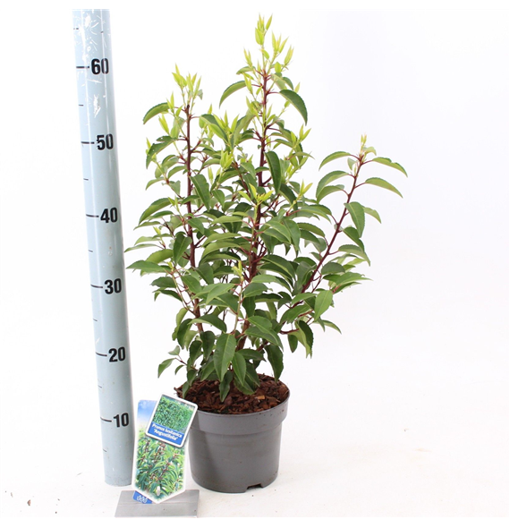Prunus lusitanica 'Angustifolia' F00010243