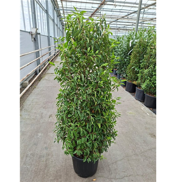 Prunus lusitanica 'Angustifolia' F00009856