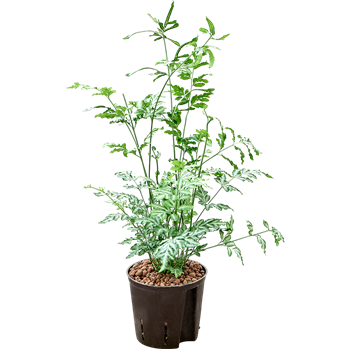 Pteris ensiformis 'Evergemiensis' 2PTEEBP13
