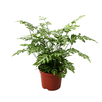 Pteris ensiformis 'Evergemiensis' F00002177