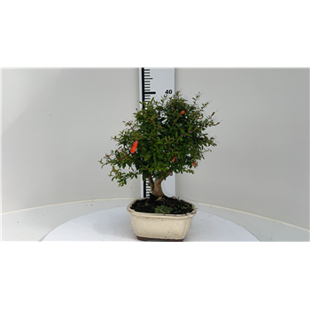 Punica granatum F00002557