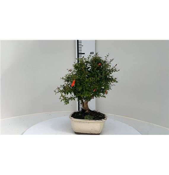 Punica granatum F00002557