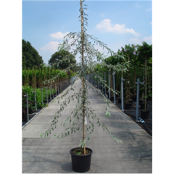 Pyrus salicifolia 'Pendula' F00009977