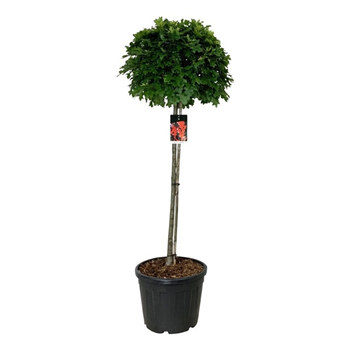 Quercus palustris 'Green Dwarf' F00009867