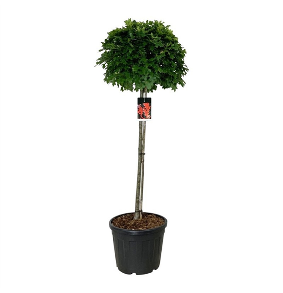 Quercus palustris 'Green Dwarf' F00009867