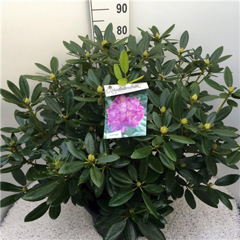 Rhododendron caucasicum 'Grandiflorum' F00009998