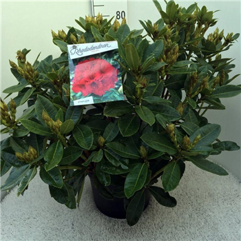 Rhododendron caucasicum 'Red Jack' F00010024