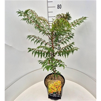 Rhus glabra 'Laciniata' F00010577