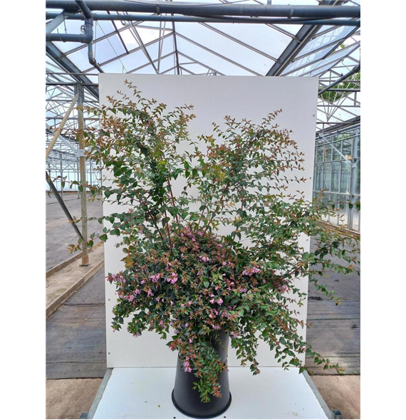 Abelia grandiflora 'Edward Goucher' F00011013
