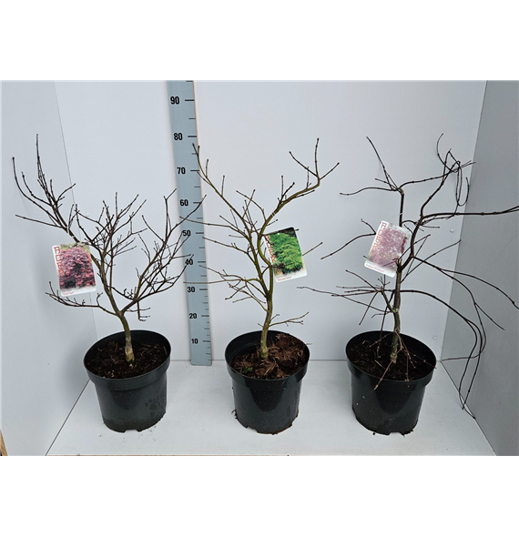 Javor palmatum F00010866