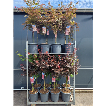 Javor palmatum F00010916