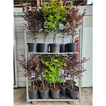 Javor palmatum F00010883