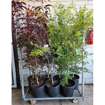 Javor palmatum F00010884