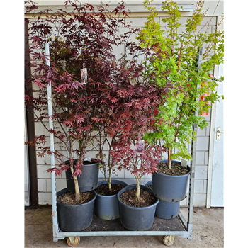Javor palmatum F00010885