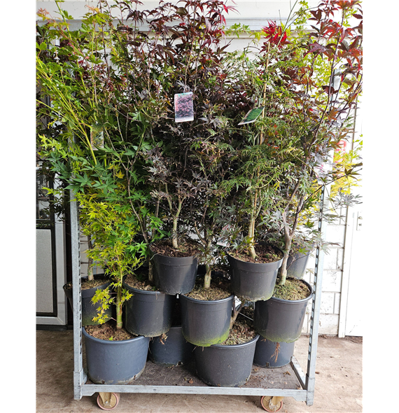 Javor palmatum F00010887