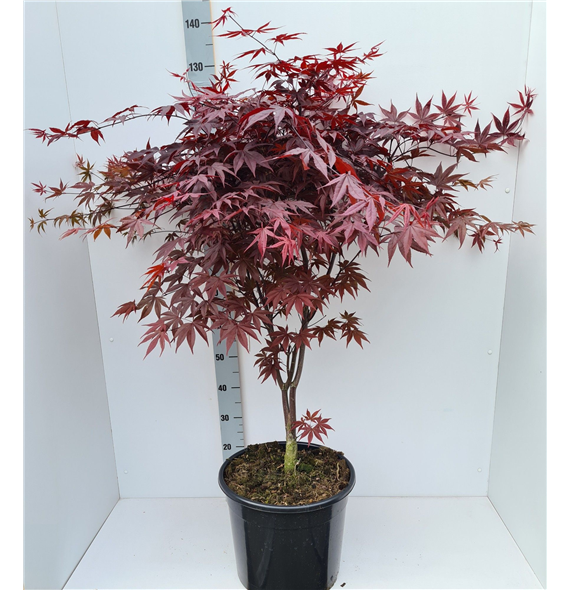 Javor palmatum 'Bloodgood' F00010862