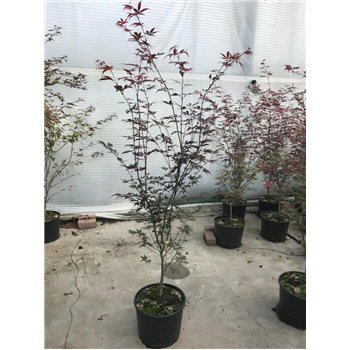 Javor palmatum 'Bloodgood' F00010929