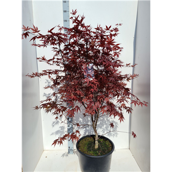 Javor palmatum 'Bloodgood' F00010863