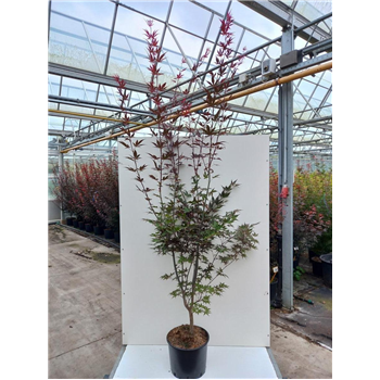 Javor palmatum 'Bloodgood' F00010002
