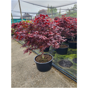 Javor palmatum 'Bloodgood' F00010864