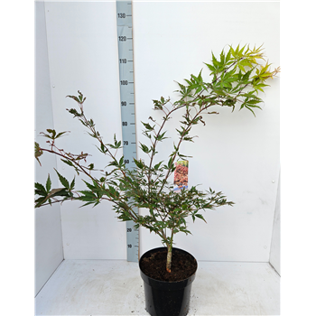 Javor palmatum 'Chitoseyama' F00010870