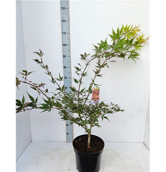 Javor palmatum 'Chitoseyama' F00010870