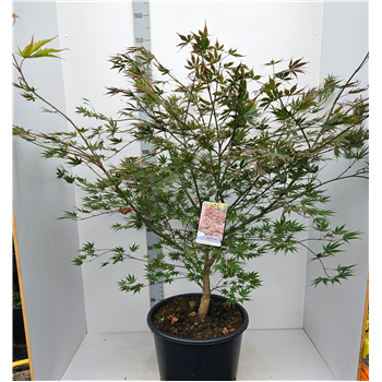 Javor palmatum 'Chitoseyama' F00010869